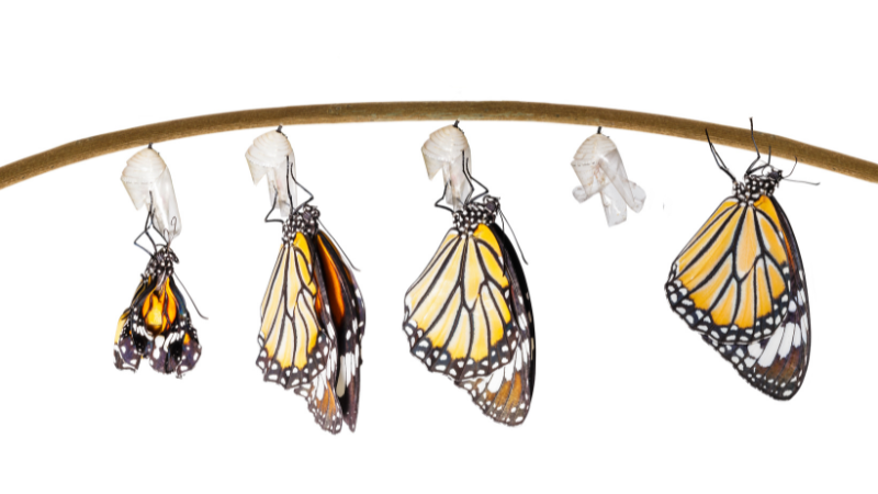 蝶の羽化は身近な「相転移」の一種